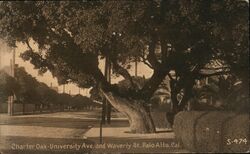 Charter Oak University Avenue and Waverly Street Palo Alto, CA Postcard Postcard Postcard