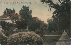 A view on Buck Avenue Postcard