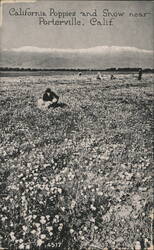 California Poppies and Snow near Porterville, Calif. Postcard