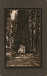 Wawona, Mariposa Big Tree Grove Postcard