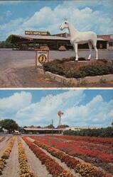 White Horse Farm Postcard