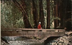 Muir Woods National Monument Postcard