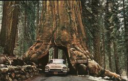 Yosemite National Park - California Wawona Tree Yosemite Valley, CA Wm. M. Graham Postcard Postcard Postcard