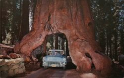 Yosemite National Park - "Wawona Drive-Through Tree" California Postcard Postcard Postcard