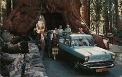 Wawona Tree Yosemite National Park, CA Postcard Postcard Postcard