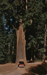 Chandelier Drive-Thru Redwood Tree Postcard