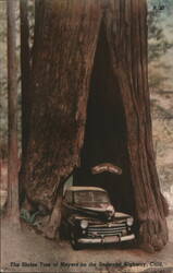 The Shrine Tree aty Meyers on the Redwood Highway Postcard