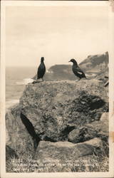 "Pigeon Guillemots" Sea Lion Caves Postcard