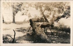 Bass Lake Camping Scene Indiana Ziebold Photo Postcard Postcard Postcard