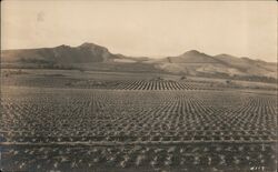 California Farmland Scene, #117 Postcard