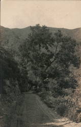 Mountain Road Scene, Probably California Postcard