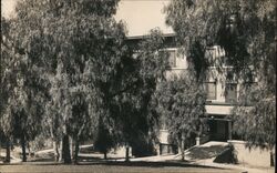 Trees, Hall - Probably California, Veteran's Home? Postcard Postcard Postcard