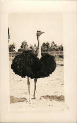 Ostrich Birds Postcard Postcard Postcard