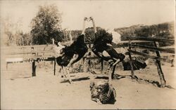 Three Ostriches, Two Sparring, One Seated Postcard