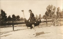 Woman Riding Ostrich Postcard