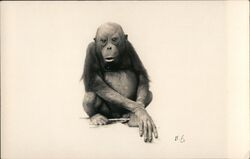 Baby Orangutan Postcard