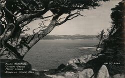 Allan Memorial - Cypress Grove - Point Lobos - Reserve State Park Carmel, CA Postcard Postcard Postcard