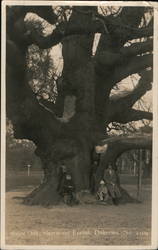 Major Oak, Sherwood Forest, Dukeries Mansfield, United Kingdom Postcard Postcard Postcard