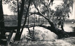 Way Down Upon the Old Swanee River - Jungle Drive Postcard