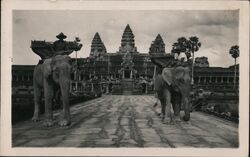 Elephants in Front of Buddhist Temple Postcard