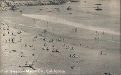 Scene at Muir Beach Mill Valley, CA Postcard Postcard Postcard