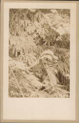 Ferns Postcard