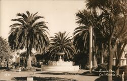 Fountain and Palm Trees Postcard