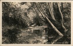 Scene at Forest Knolls, Marin Co., Calif. California Postcard Postcard Postcard