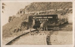 Wild Deer, Mt. Tamalpais & Muir Woods Ry, California Postcard