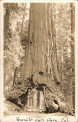 Drive Through Tree in Yosemite National Park Yosemite Valley, CA Postcard Postcard Postcard