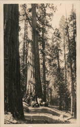 Wawona Drive Thru Tree, circa 1915 Postcard