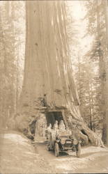 Drive Through Tree in Yosemite Circa 1915 Yosemite Valley, CA Postcard Postcard Postcard