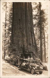 Wawona Tree Postcard