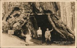 Mariposa grove of big trees. Postcard