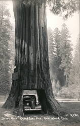 Drive Through Chandelier Tree Underwood Park Postcard