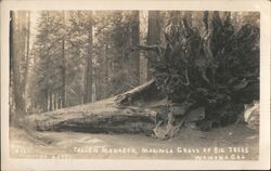 Fallen Monarch, Mariposa Grove of Big Trees Postcard