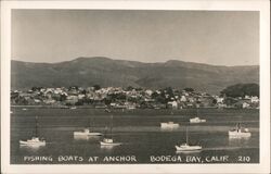 Fishing Boats at Anchor in Bodega Bay Postcard