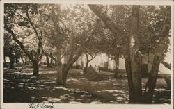 Hammocks in Trees Asti, CA Postcard Postcard Postcard