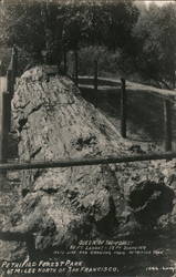 Queen of the Forest Petrified Forest Park Calistoga, CA Postcard Postcard Postcard