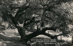 Arch Tree in Petrified Forest Between Santa Rosa and Calistoga California Postcard Postcard Postcard