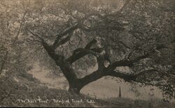 The "Arch Tree" Petrified Forest National Park Calistoga, CA Postcard Postcard Postcard