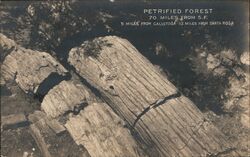 Petrified Forest 70 Miles from S.F. Calistoga, CA Postcard Postcard Postcard