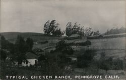 Typical Chicken Ranch Postcard