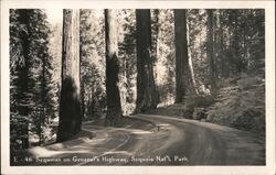 Sequoias on General's Highway at Sequoia National Park Postcard