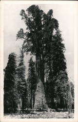 General Sherman Tree Sequoia National Park, CA Sequoia & Kings Canyon National Parks Postcard Postcard Postcard