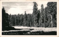 Cresent Meadow - Sequoia National Park Postcard