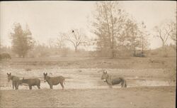 Donkeys in a Field Postcard