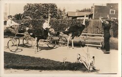 Ostriches Pulling Man in Carriage Postcard