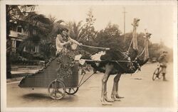 Woman driving Cart pulled by Ostriches Postcard