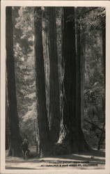 Redwood Group - Muir Woods Postcard